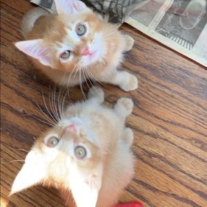 Meet your Posher, Allison